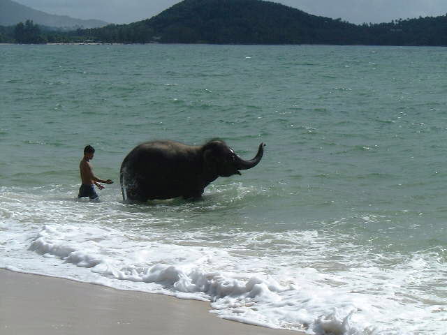 �ہA�Ƒ����s�A�C�O�ւ̉Ƒ����s�A�v�[�P�b�g�A�V�F���g���E���O�[�i�E�r�[�`�A�C�O�z�e���A�l���s�A�I�����C���\��A�r�[�`���]�[�g�A�ċx�݁A�p�g���r�[�`