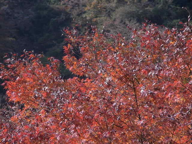 丹沢:ユーシン渓谷