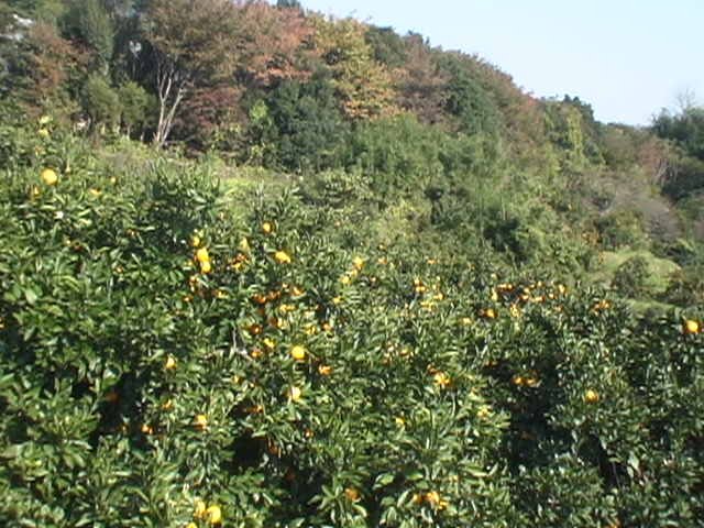 中川温泉 信玄館