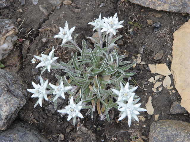 �G�[�f�����C�X�A�ċx�݁A�Ƒ����s�A�X�C�X�A�p���A�X�g���X�u�[���A�R���}�[���A�A���U�X�A�c�F���}�b�g�A�A���v�X�A�n�C�L���O�A�����^�J�[�A���[���b�p"�A�S���i�[�O���[�g�A�X�l�K�A�N���C���E�}�b�^�[�z�����A�}�b�^�[�z����