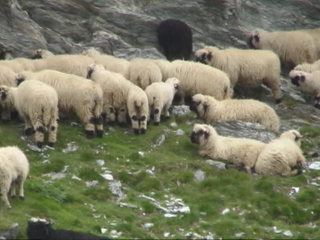 �V���^�C���{�b�N�A�ċx�݁A�Ƒ����s�A�X�C�X�A�p���A�X�g���X�u�[���A�R���}�[���A�A���U�X�A�c�F���}�b�g�A�A���v�X�A�n�C�L���O�A�����^�J�[�A���[���b�p"�A�S���i�[�O���[�g�A�X�l�K�A�N���C���E�}�b�^�[�z�����A�}�b�^�[�z����