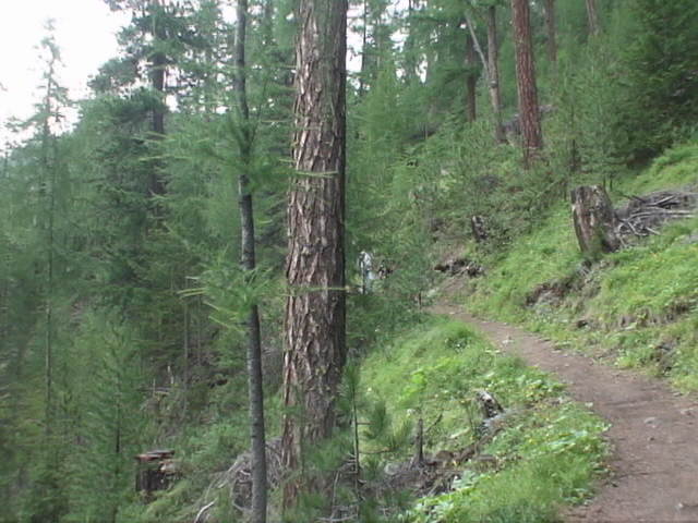 �ċx�݁A�Ƒ����s�A�X�C�X�A�p���A�X�g���X�u�[���A�R���}�[���A�A���U�X�A�c�F���}�b�g�A�A���v�X�A�n�C�L���O�A�����^�J�[�A���[���b�p"�A�S���i�[�O���[�g�A�X�l�K�A�N���C���E�}�b�^�[�z�����A�}�b�^�[�z����