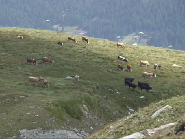 ���q�A�ċx�݁A�Ƒ����s�A�X�C�X�A�p���A�X�g���X�u�[���A�R���}�[���A�A���U�X�A�c�F���}�b�g�A�A���v�X�A�n�C�L���O�A�����^�J�[�A���[���b�p"�A�S���i�[�O���[�g�A�X�l�K�A�N���C���E�}�b�^�[�z�����A�}�b�^�[�z����